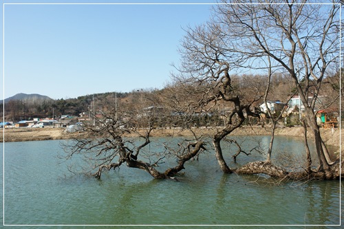 학교에서 가까운 남계방죽의 나무도 물을 머금으며 봄을 준비하고 있다 